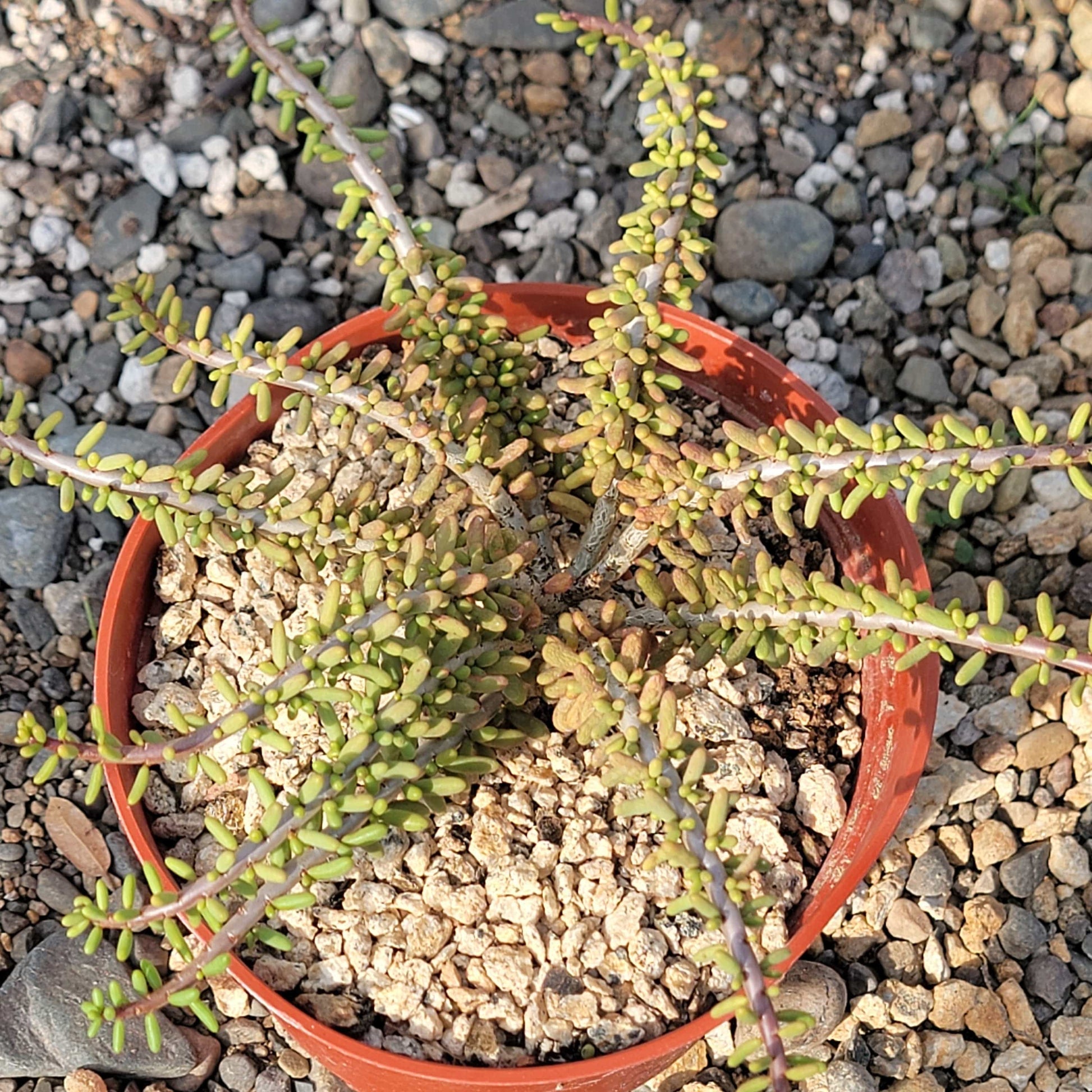 DesertScapeSucculent Succulent 6" Assorted Ceraria namaquensis x frutirosa