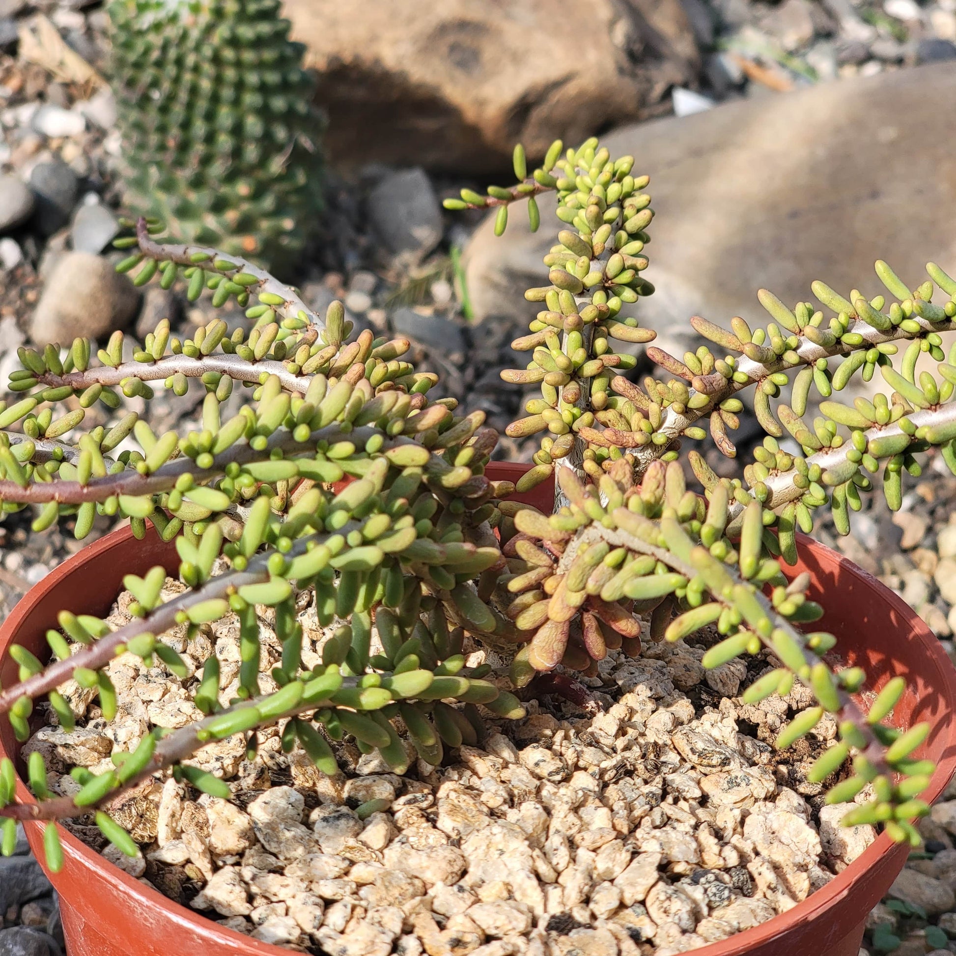 DesertScapeSucculent Succulent 6" Assorted Ceraria namaquensis x frutirosa