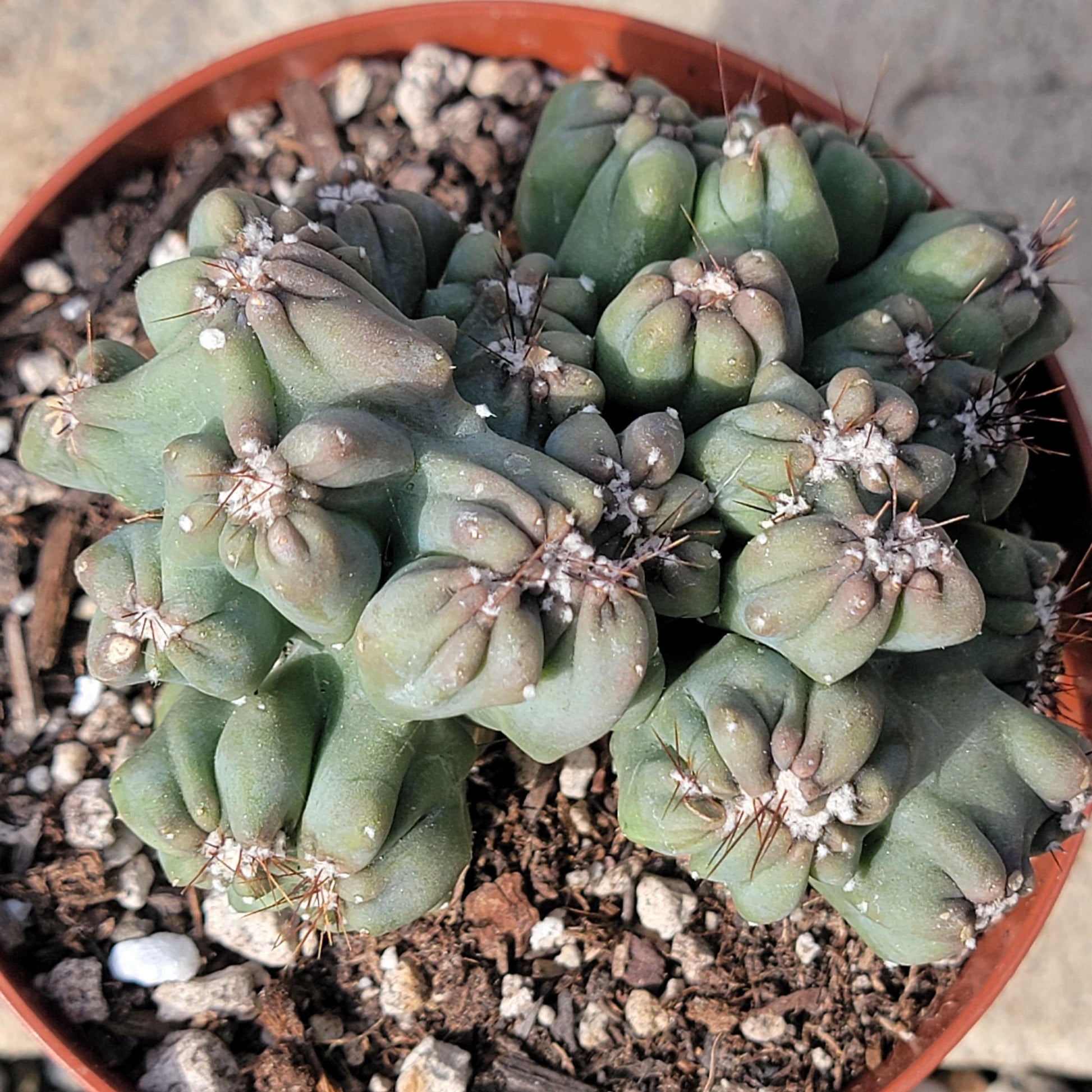 monstrose succulents Cereus forbesii monstrose 'Ming Thing' – DesertScapeSucculent