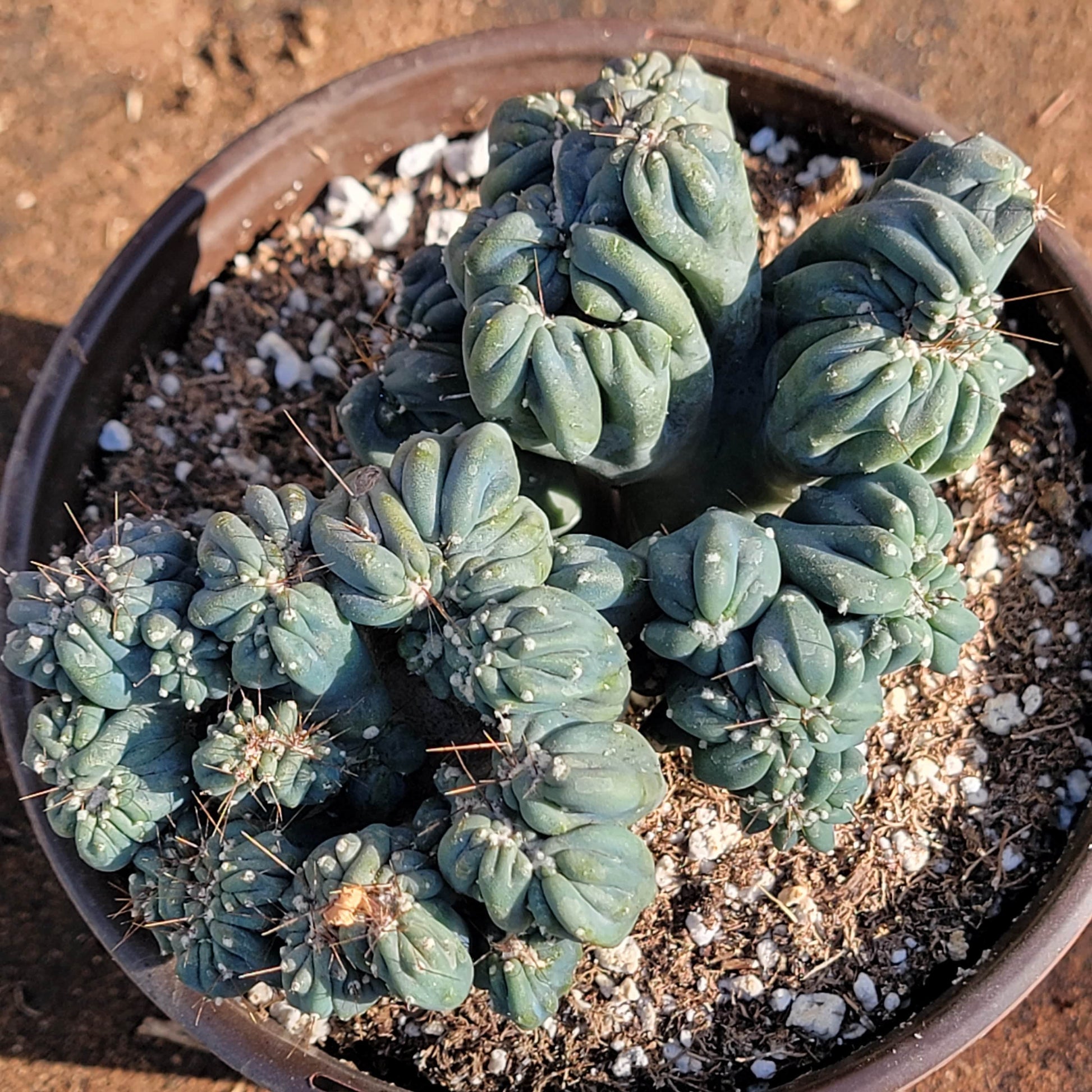 ming thing succulent Cereus forbesii monstrose 'Ming Thing' – DesertScapeSucculent
