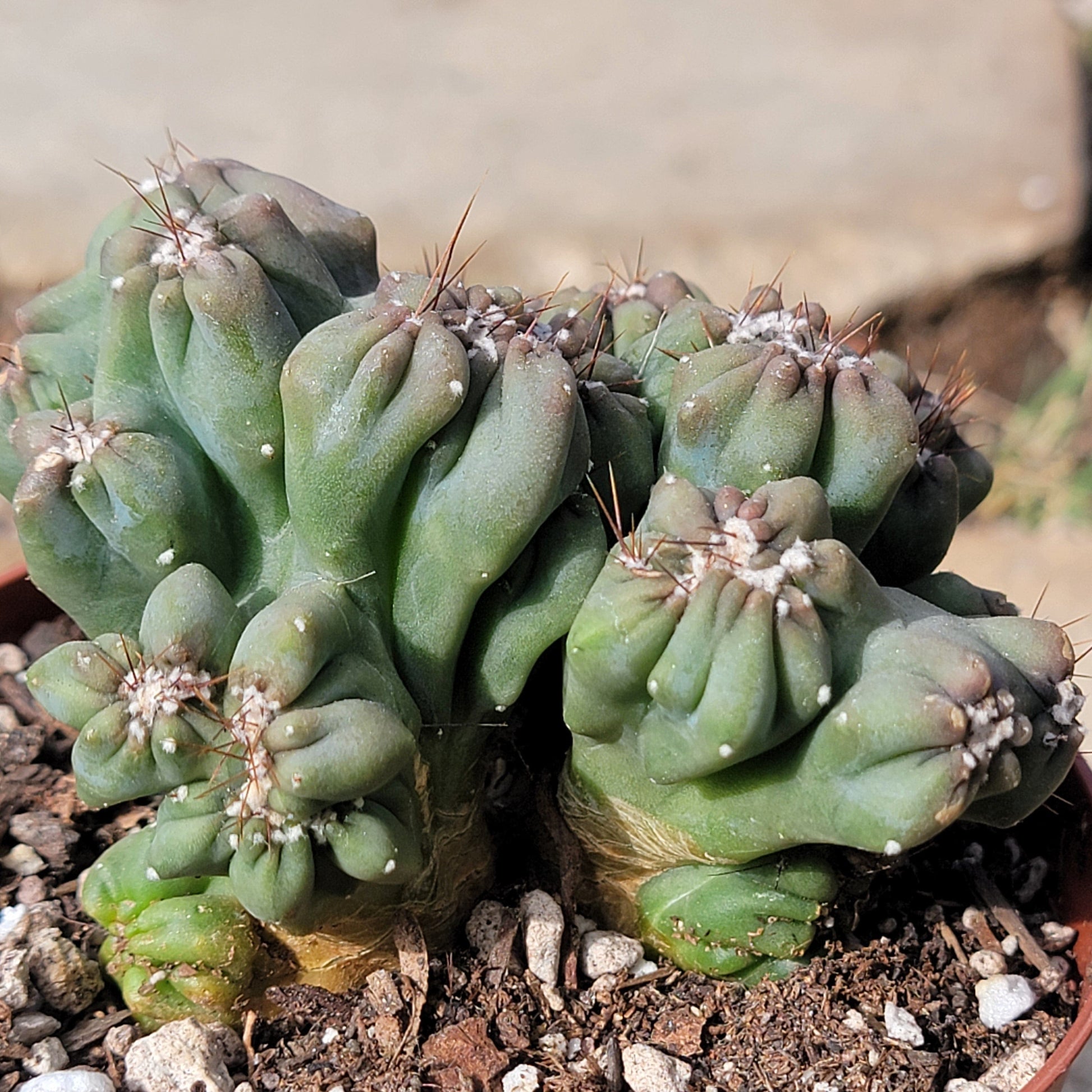 DesertScapeSucculent Succulent Cereus forbesii monstrose 'Ming Thing'