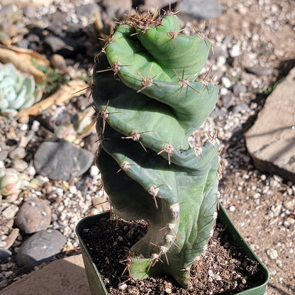 DesertScapeSucculent Succulent 4" Assorted Cereus forbesii 'spiralis' Spiral Cactus