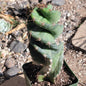 Cereus forbesii 'spiralis' Spiral Cactus - 4 Inch Assorted - Cactus - DesertScapeSucculent