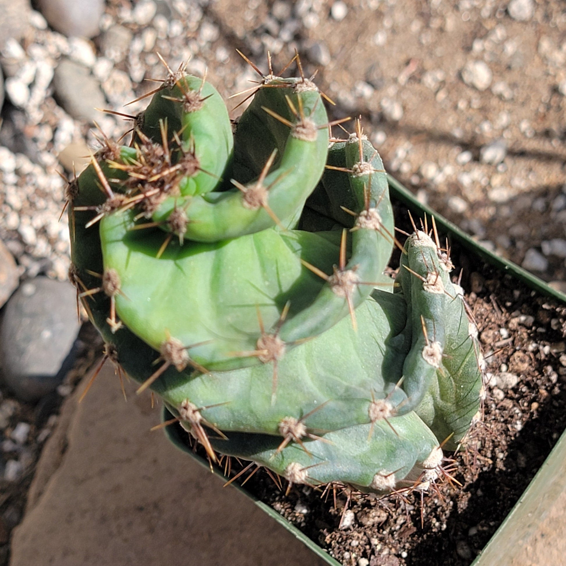 DesertScapeSucculent Succulent Cereus forbesii 'spiralis' Spiral Cactus