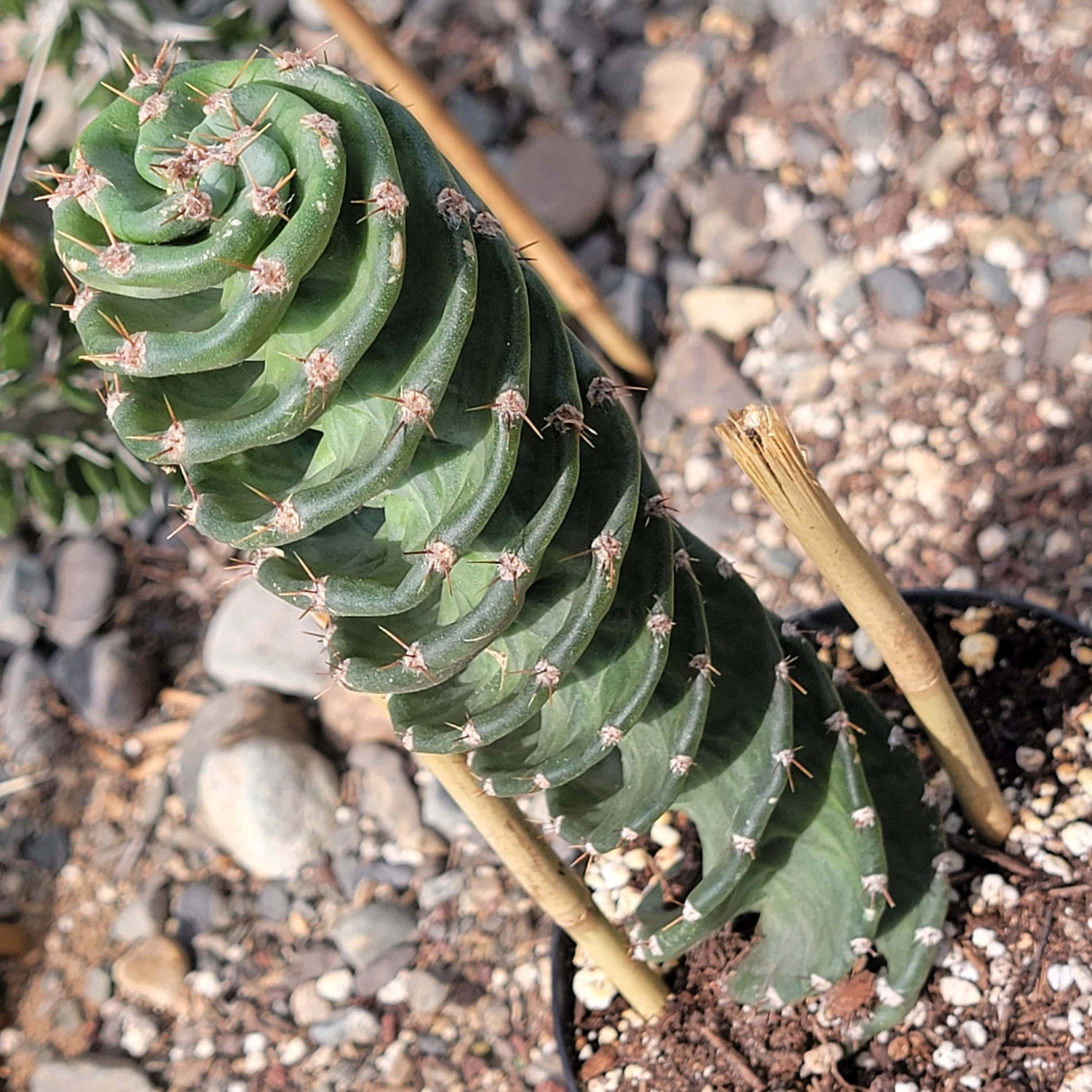 DesertScapeSucculent Succulent 6" Assorted (12-15" tall) Cereus forbesii 'spiralis' Spiral Cactus