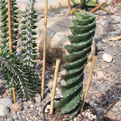 DesertScapeSucculent Succulent Cereus forbesii 'spiralis' Spiral Cactus