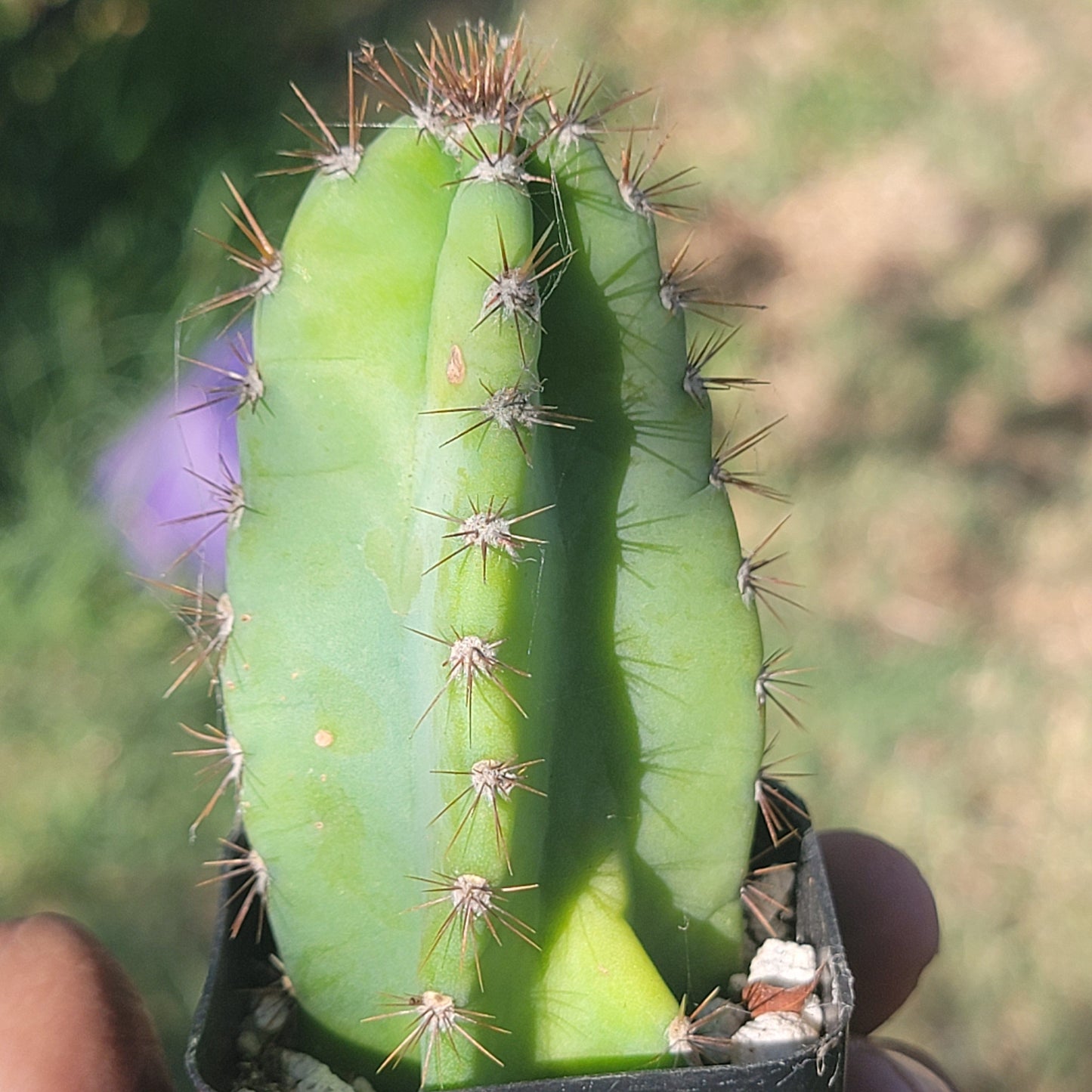 Cereus peruvianus 'Apple Cactus'