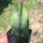 Cereus peruvianus 'Apple Cactus' - 2 Inch Assorted - Succulent - DesertScapeSucculent