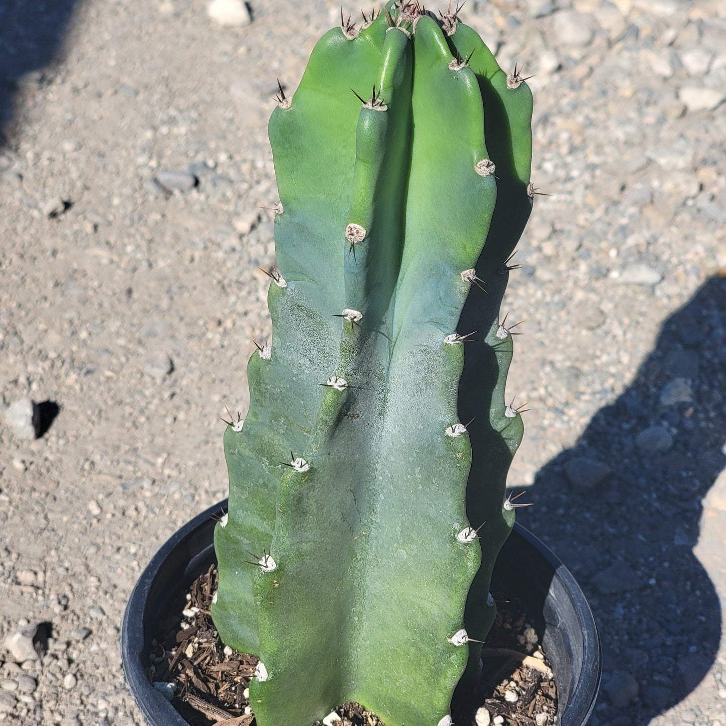 Cereus 'Peruvianus Monstrous'