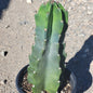 Cereus 'Peruvianus Monstrous' - 6 Inch Assorted - Succulent - DesertScapeSucculent