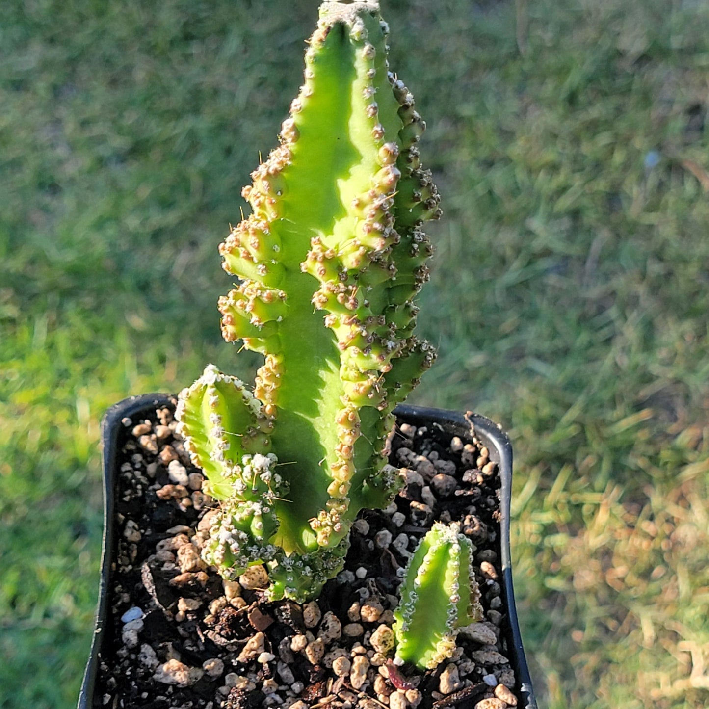 DesertScapeSucculent Succulent Cereus tetragonus, monstrose 'Fairytale Cactus'