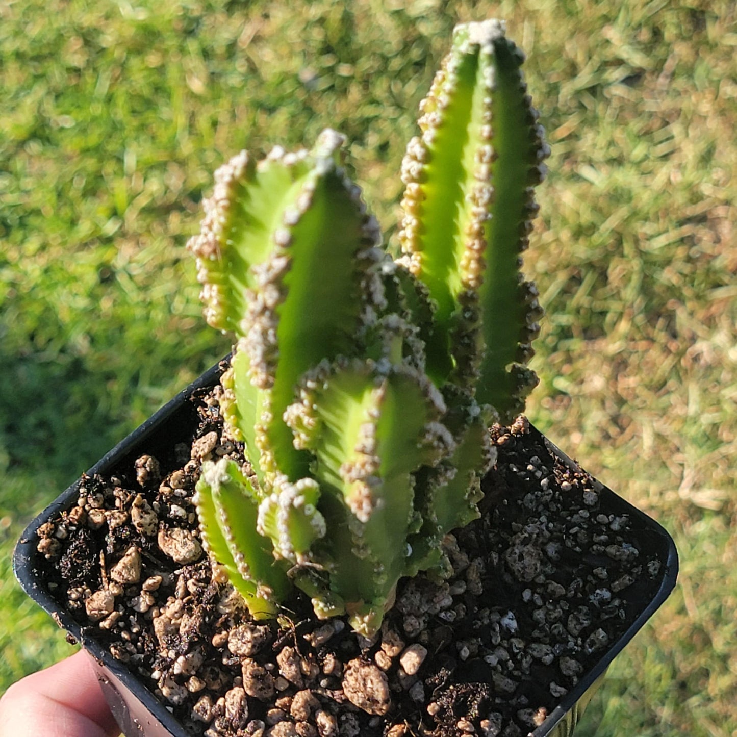 DesertScapeSucculent Succulent Cereus tetragonus, monstrose 'Fairytale Cactus'