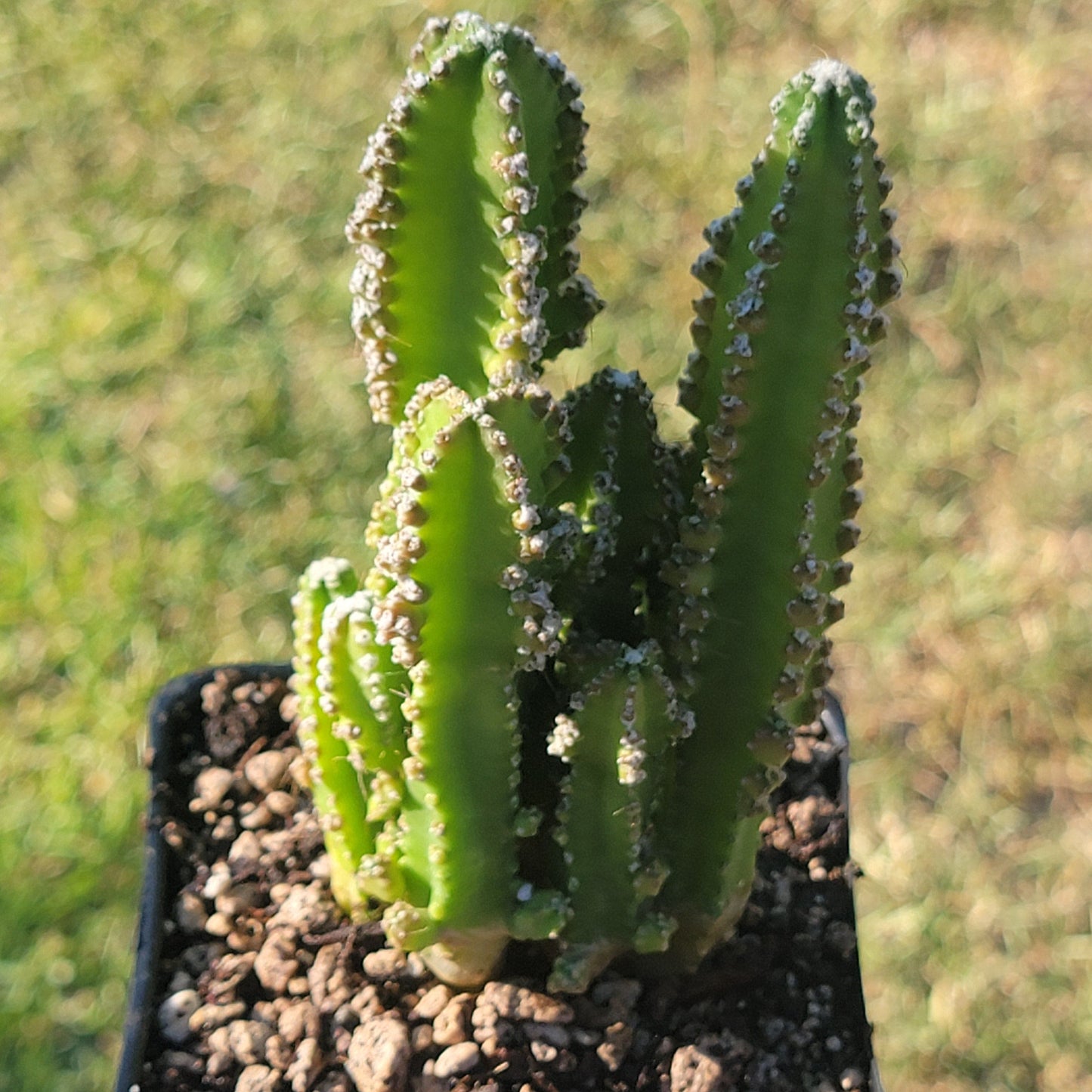 DesertScapeSucculent Succulent 4A Cereus tetragonus, monstrose 'Fairytale Cactus'