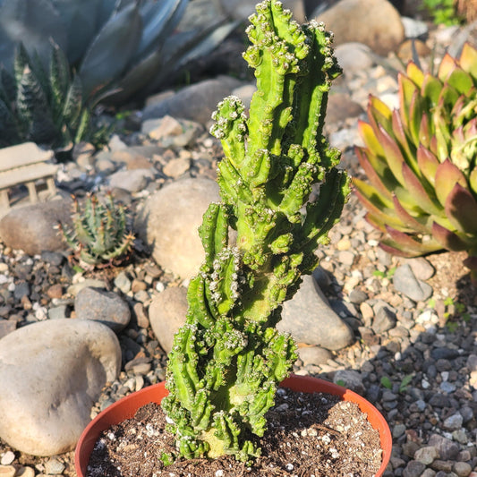Cereus tetragonus monstrose 'Fairytale Cactus' - 6 Inch Assorted - Succulent - DesertScapeSucculent