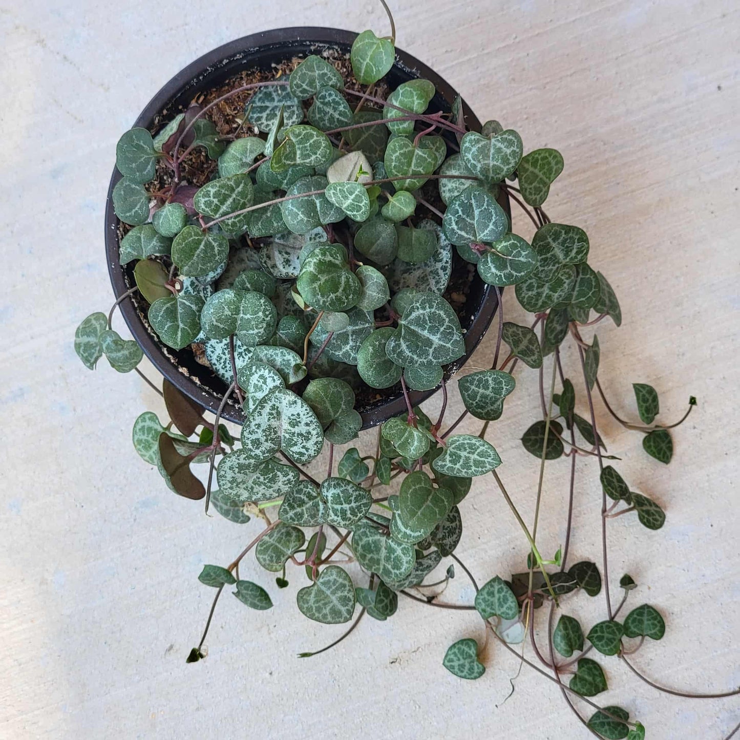 Ceropegia woodii 'String of hearts' - 6 Inch Assorted - Succulent - DesertScapeSucculent