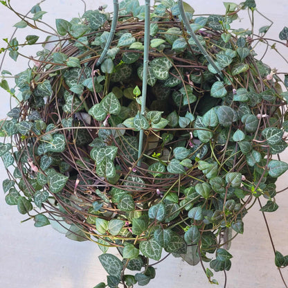 Ceropegia woodii 'String of hearts' - 6 Inch Assorted - Succulent - DesertScapeSucculent