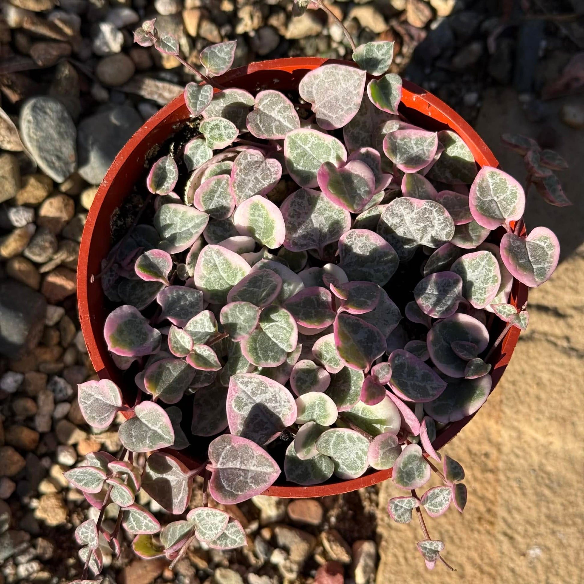 Ceropegia woodii 'String of hearts' - 6 Inch Assorted - Succulent - DesertScapeSucculent