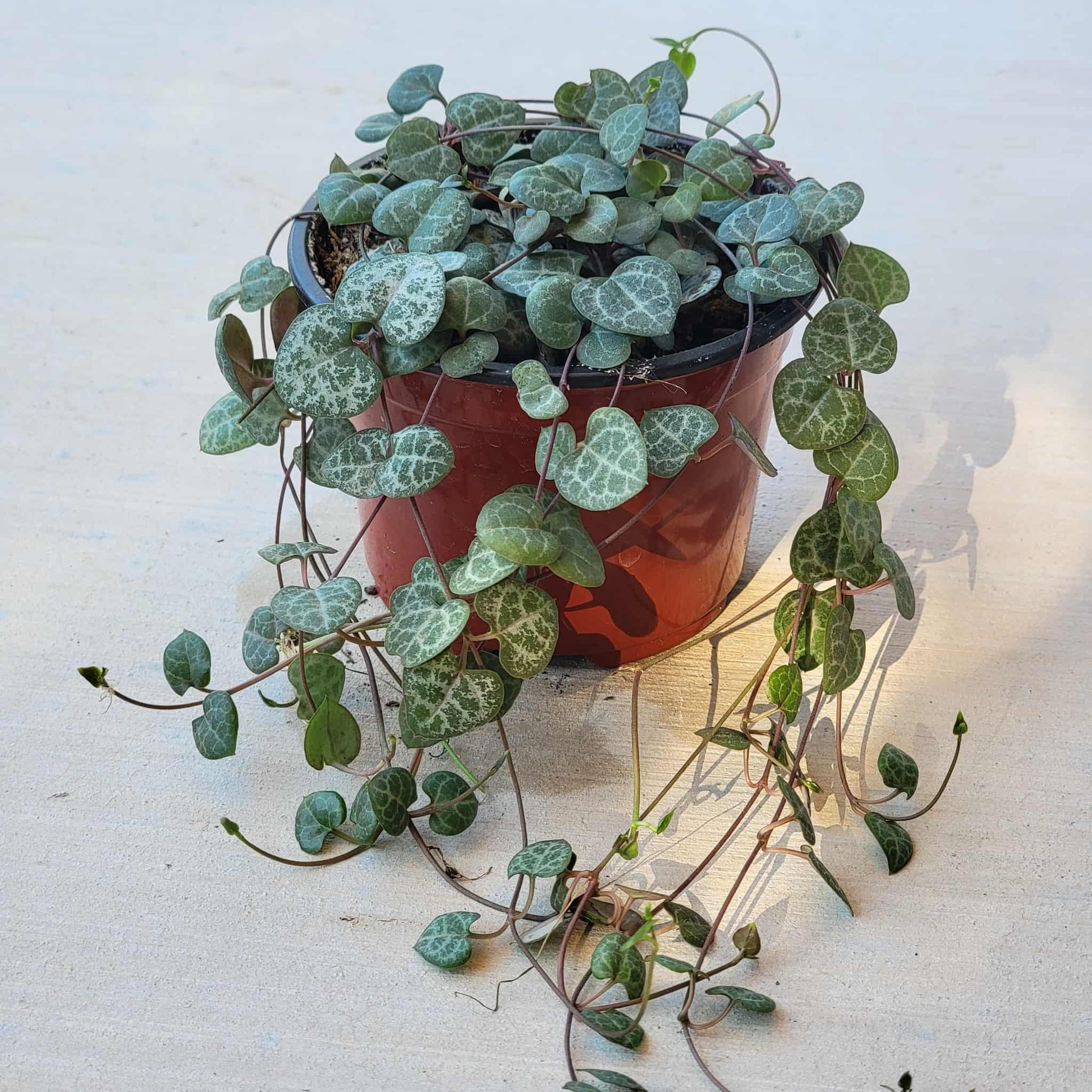 Ceropegia woodii 'String of hearts' - 4 Inch Assorted - Succulent - DesertScapeSucculent