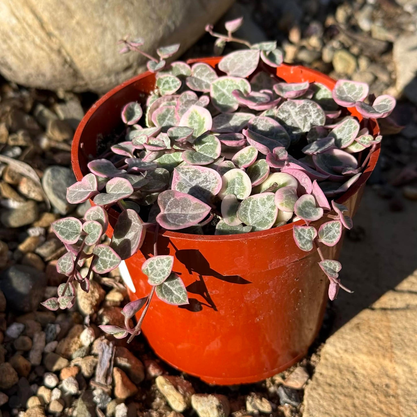 Ceropegia woodii 'String of hearts' - 4 Inch Var. Assorted - Succulent - DesertScapeSucculent