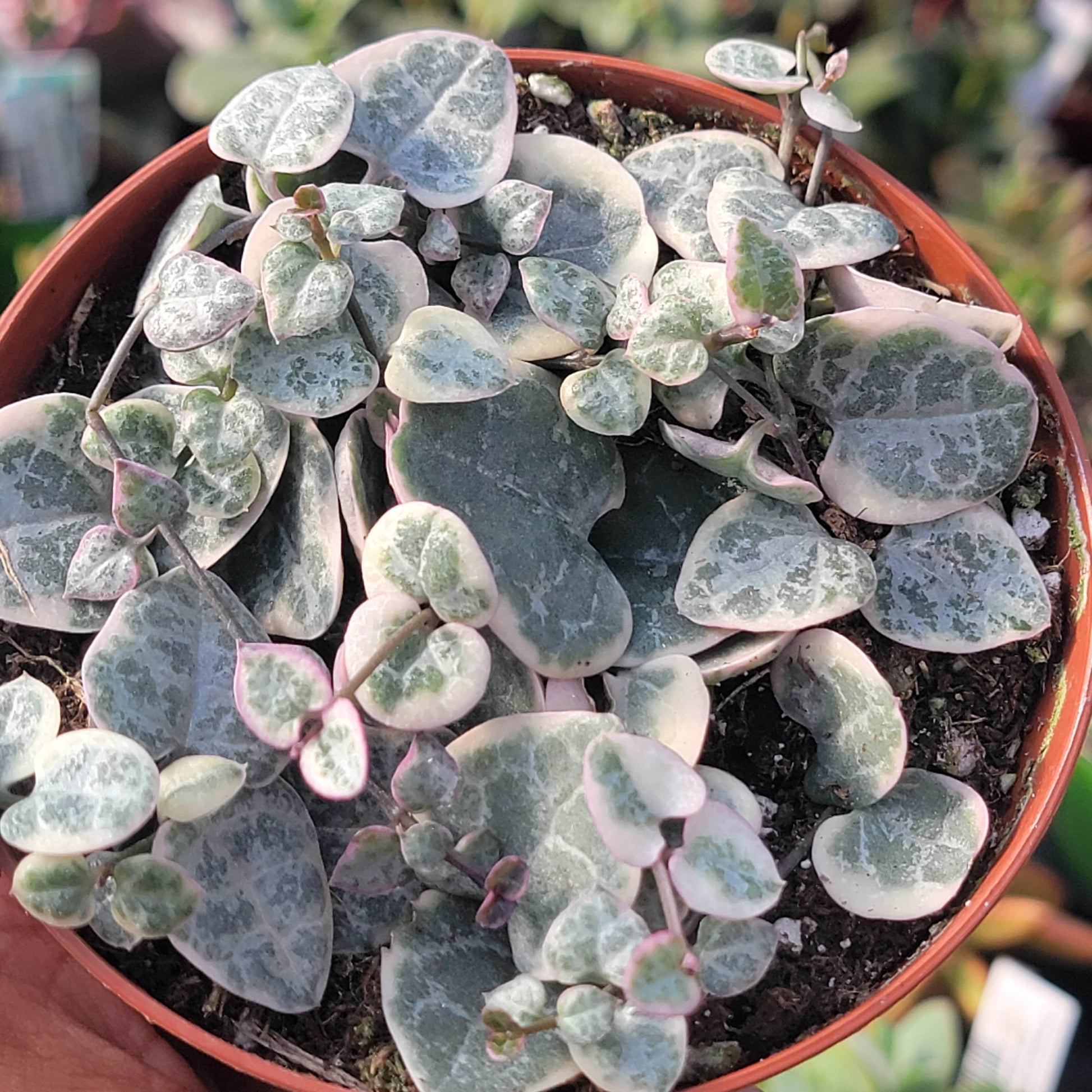 Ceropegia woodii 'String of hearts' - 6 Inch Var. Assorted - Succulent - DesertScapeSucculent