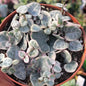 Ceropegia woodii 'String of hearts' - 6 Inch Var. Assorted - Succulent - DesertScapeSucculent
