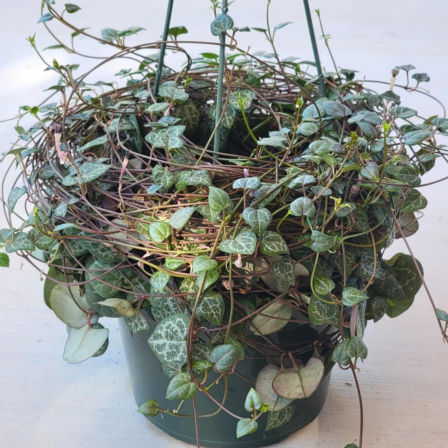 Ceropegia woodii 'String of hearts' - 6 Inch Assorted - Succulent - DesertScapeSucculent