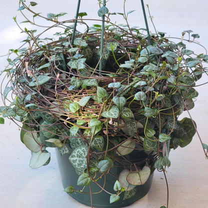 Ceropegia woodii 'String of hearts' - 6 Inch Assorted - Succulent - DesertScapeSucculent