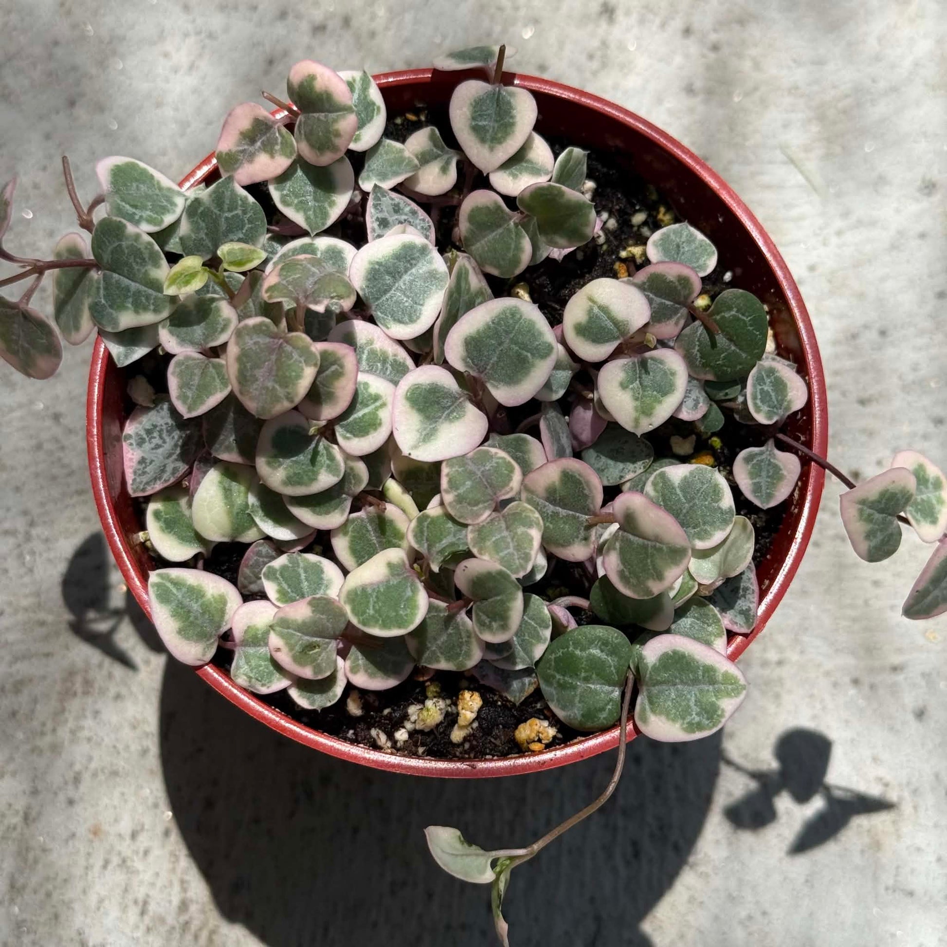 DesertScapeSucculent Succulent Ceropegia woodii 'String of hearts' Variegated