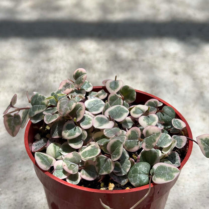 DesertScapeSucculent Succulent Ceropegia woodii 'String of hearts' Variegated