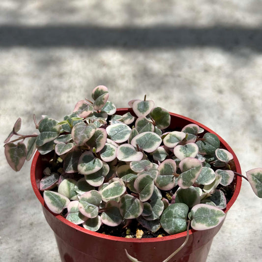 DesertScapeSucculent Succulent Ceropegia woodii 'String of hearts' Variegated
