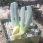 Cheiridopsis candida - 4 Inch Assorted - Succulent - DesertScapeSucculent