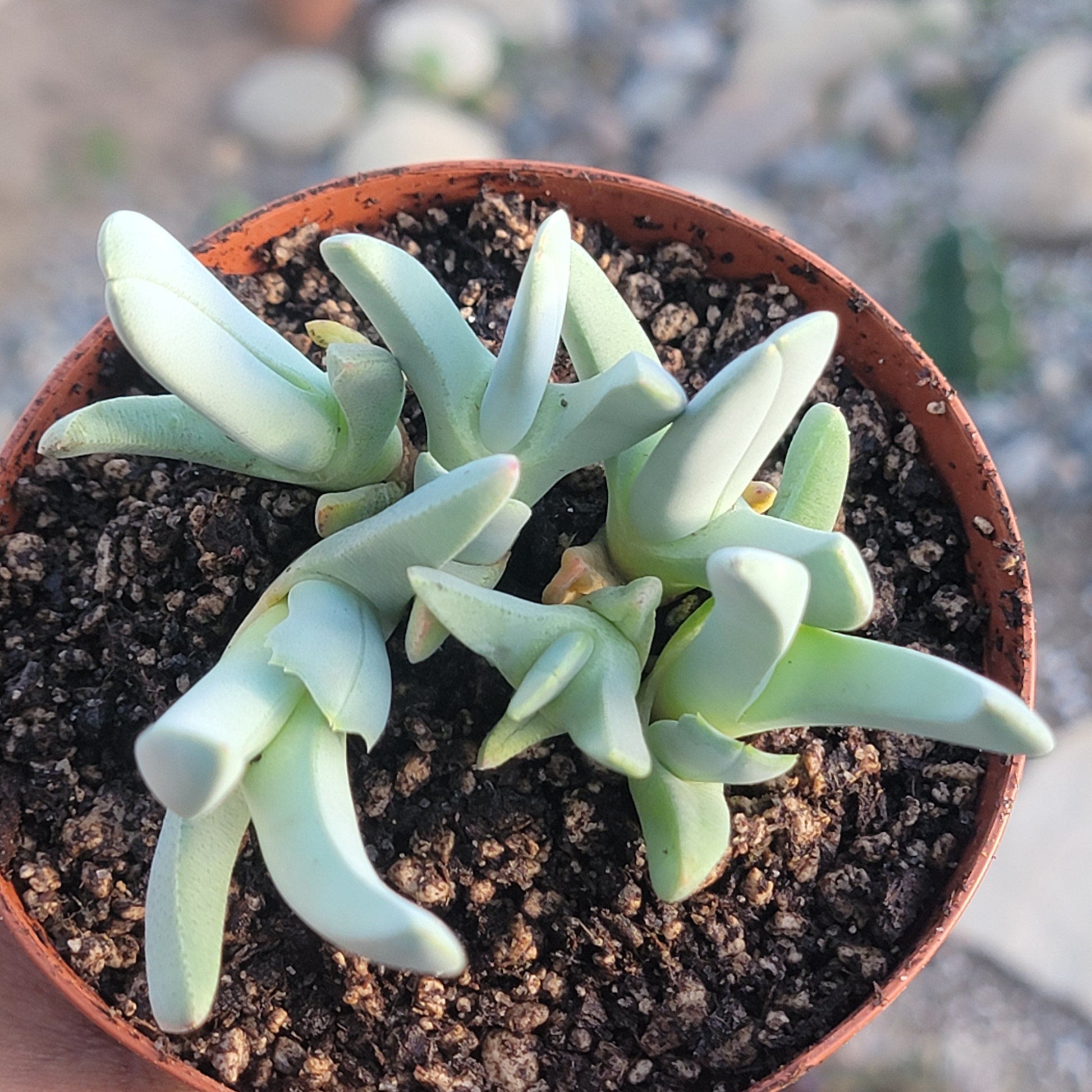 lobster succulent plant Cheiridopsis denticulata 'Lobster Claws'