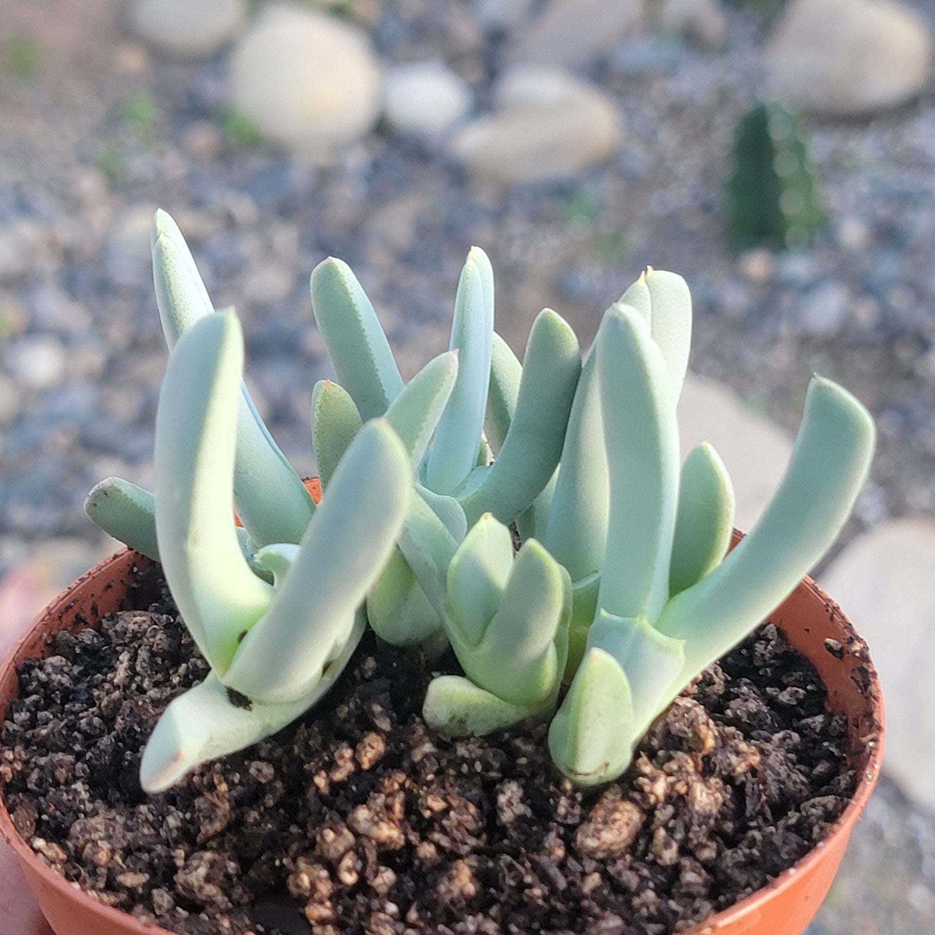 lobster succulent plant Cheiridopsis denticulata 'Lobster Claws' – DesertScapeSucculent