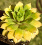 Chick Charms® Gold Nugget™ - 4 Inch Assorted - Succulent - DesertScapeSucculent