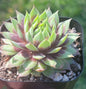 Chick Charms® Gold Rush™ - 3 Inch Assorted - Succulent - DesertScapeSucculent