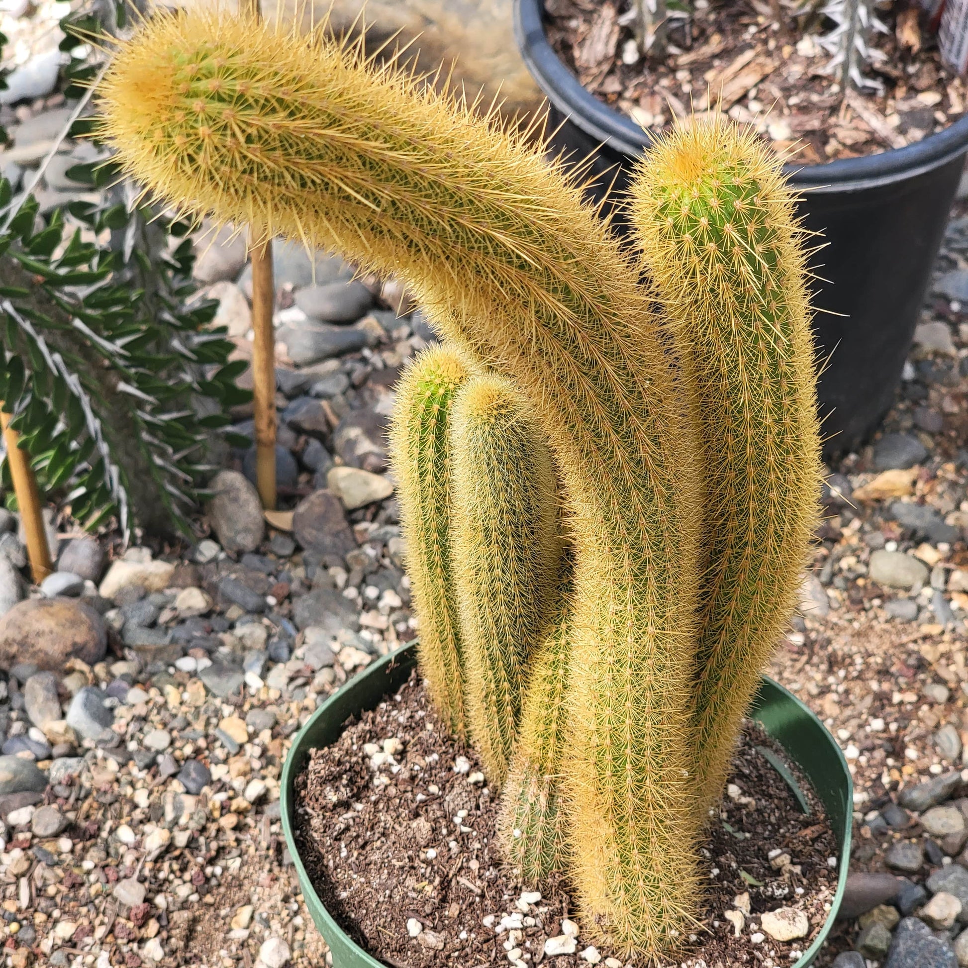 monkey tail succulent for sale Cleistocactus samaipatanus 'Golden Monkey Tail' – DesertScapeSucculent