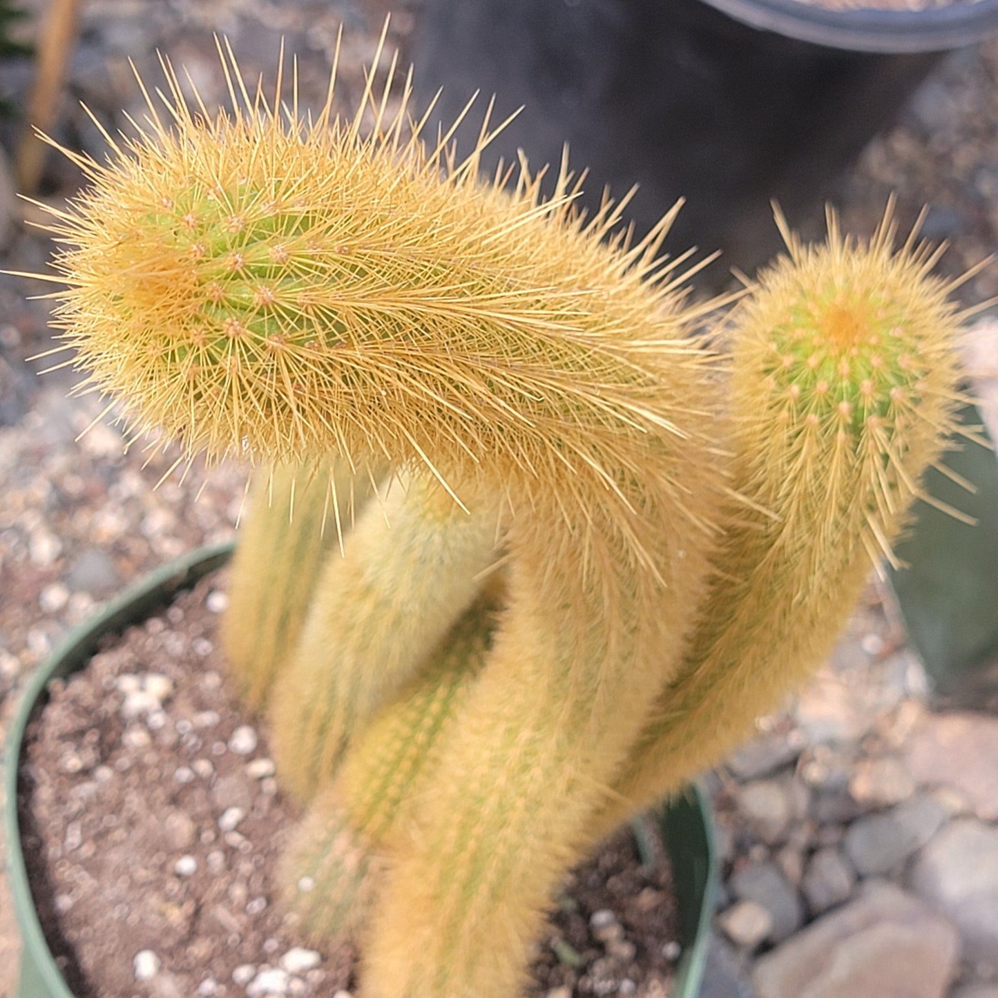 Cleistocactus samaipatanus