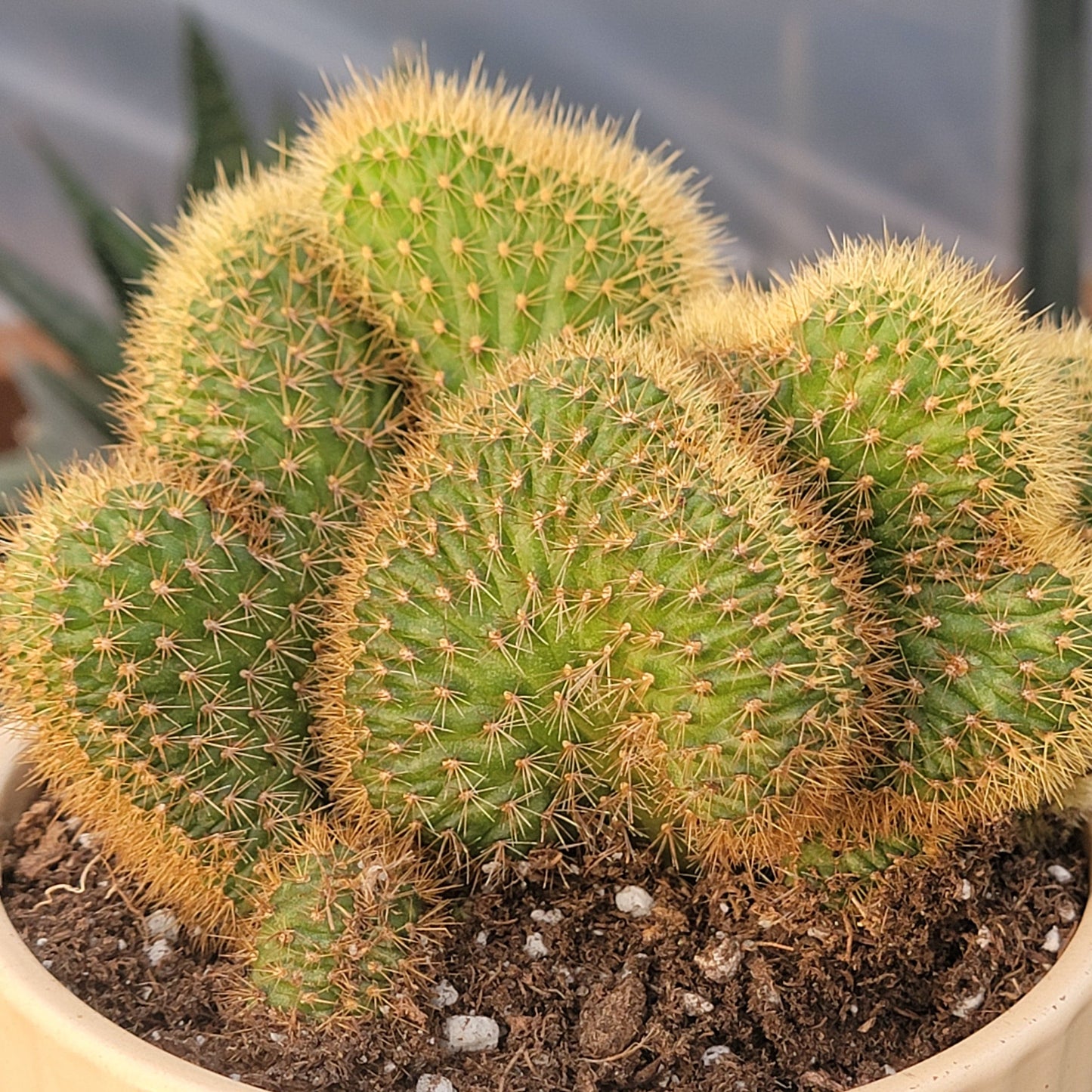 Cleistocactus samaipatanus f. cristata