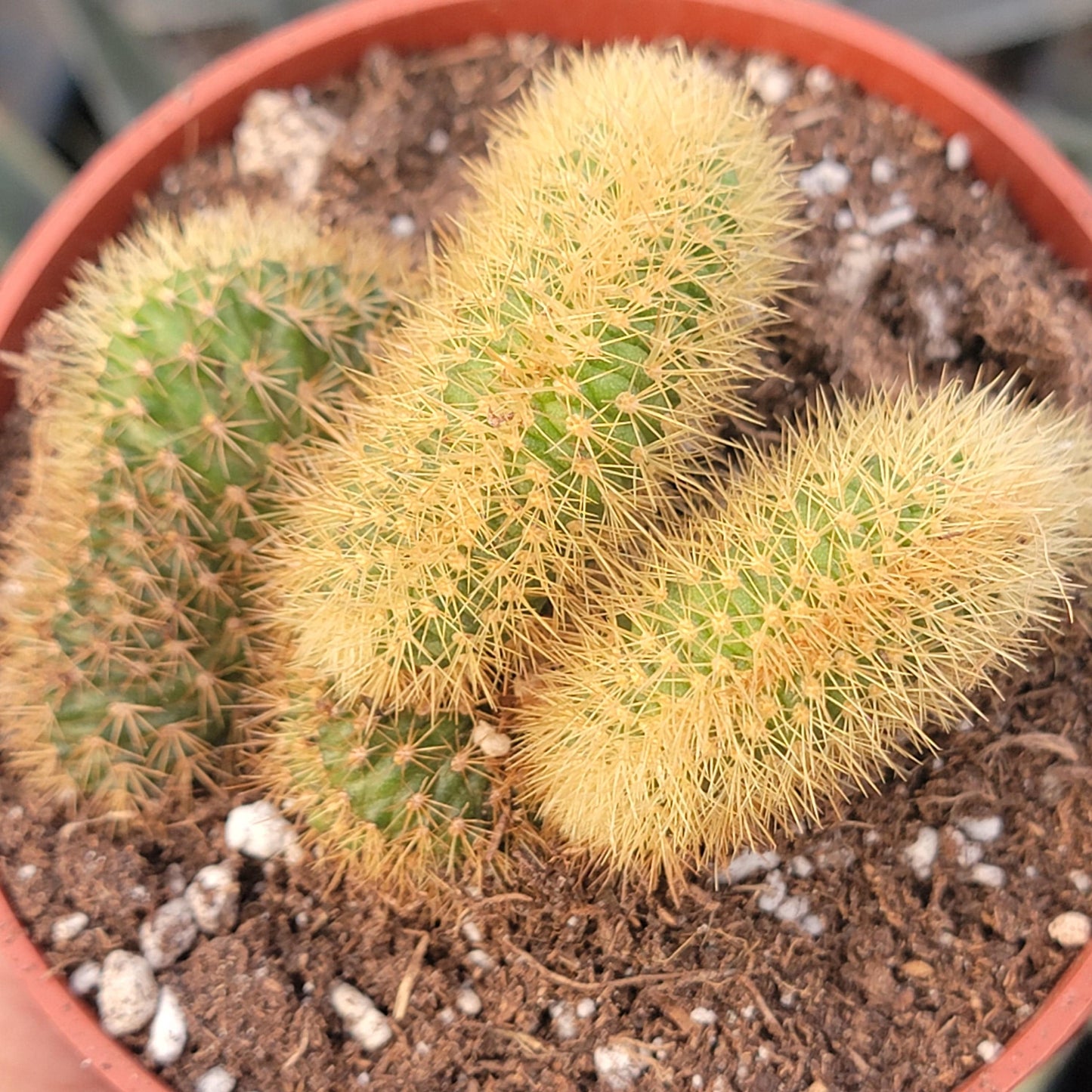 Cleistocactus samaipatanus f. cristata