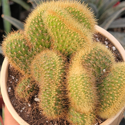 Cleistocactus samaipatanus f. cristata