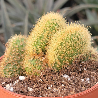 Cleistocactus samaipatanus f. cristata