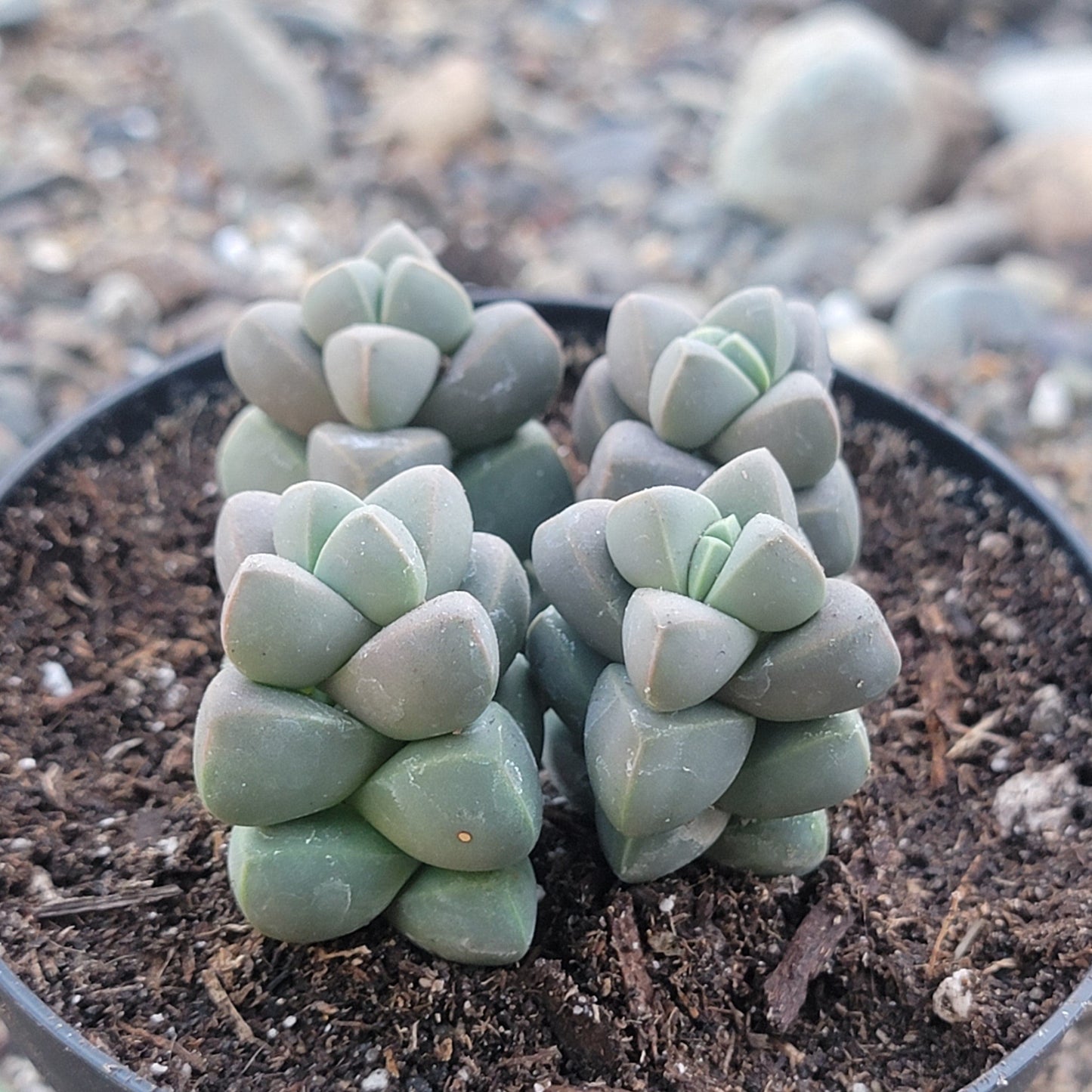 ice plant succulent varieties Corpuscularia lehmannii 'Ice Plant' – DesertScapeSucculent