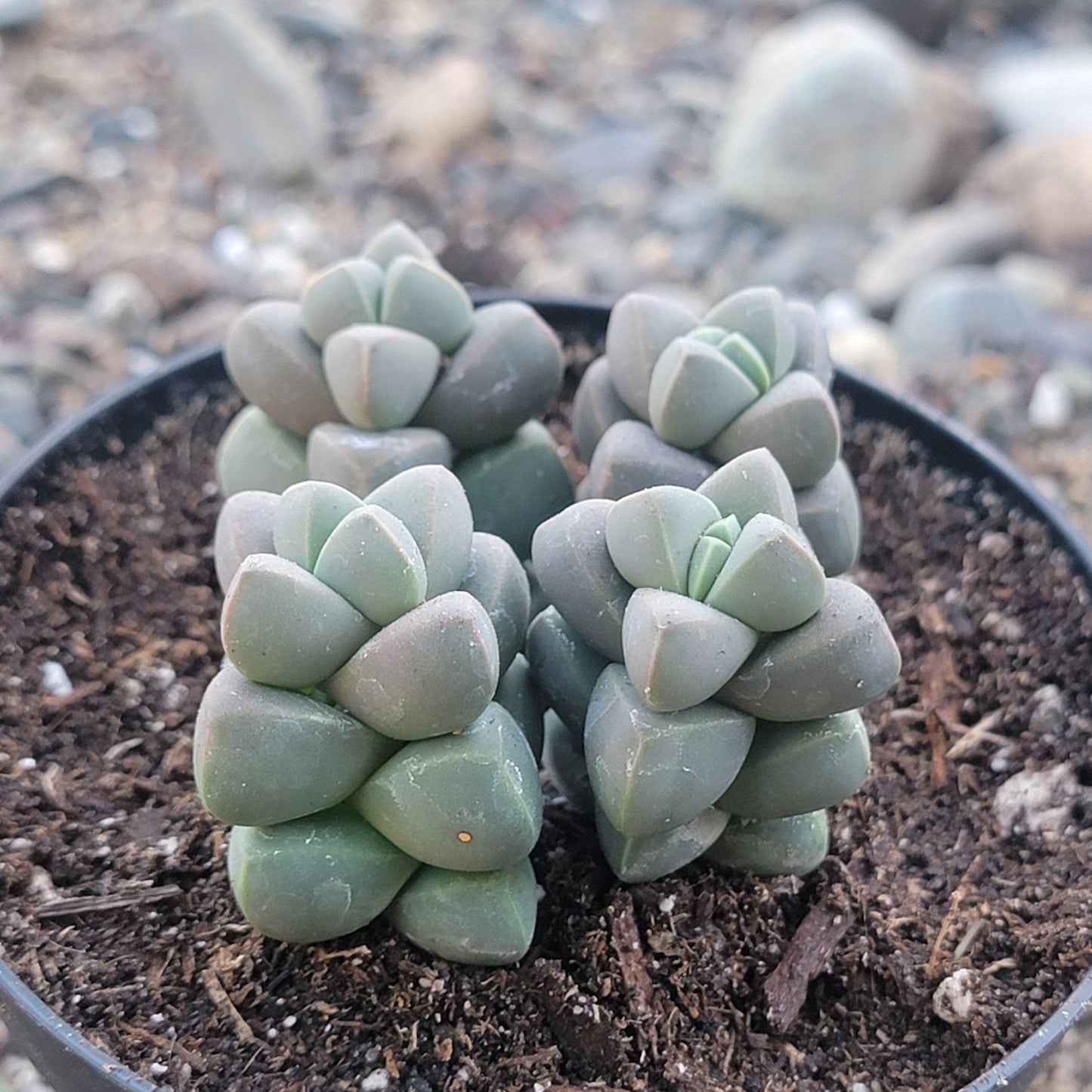 Corpuscularia lehmannii 'Ice Plant'