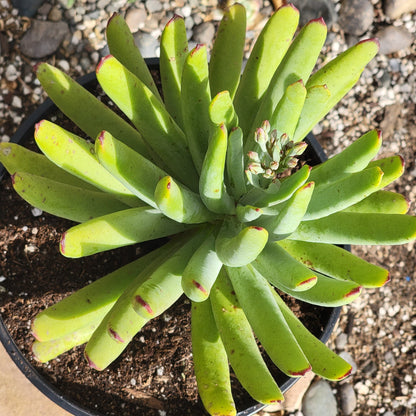 Cotyledon Flanaganii ssp. mzimvubuensis