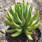 Cotyledon Flanaganii ssp. mzimvubuensis - 2 Gal Assorted - Succulent - DesertScapeSucculent