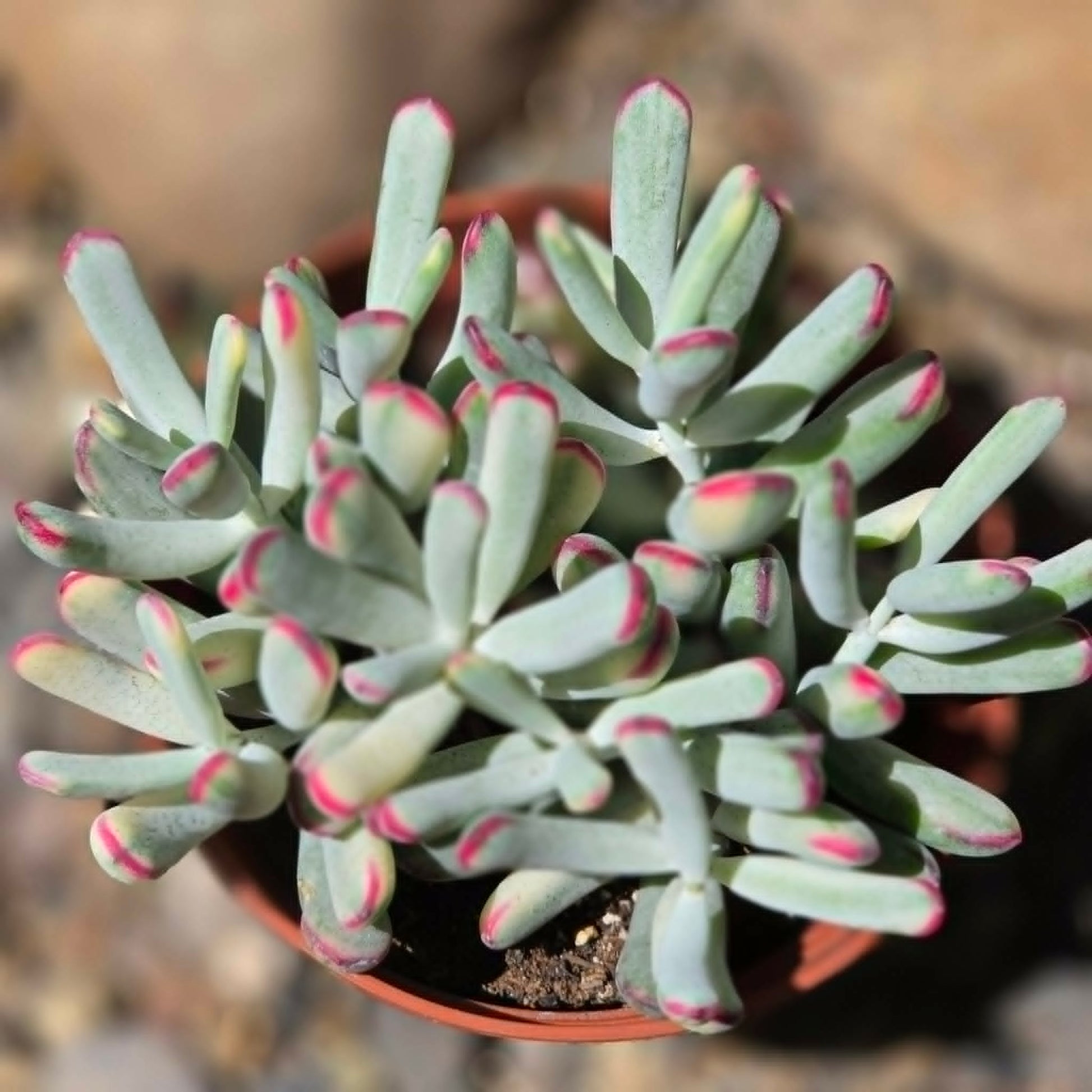DesertScapeSucculent Succulent Cotyledon orbiculata cv Variegated