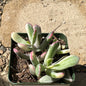 Cotyledon orbiculata cv Variegated - 4 Inch Assorted - Succulent - DesertScapeSucculent