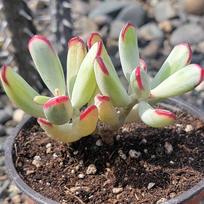 Cotyledon orbiculata cv Variegated