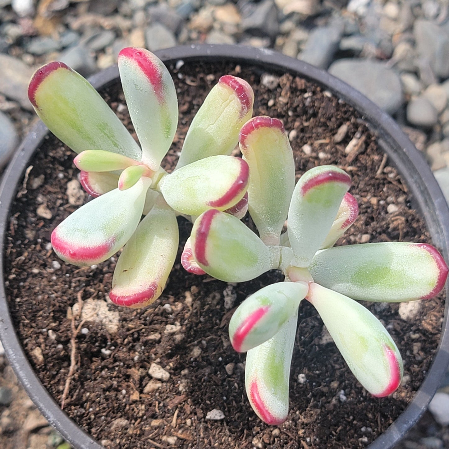 Cotyledon orbiculata cv Variegated