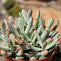 DesertScapeSucculent Succulent 6 Inch Cotyledon orbiculata cv Variegated